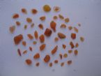 liver flukes ... (Click to enlarge)