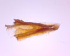 dried orange liver fluke 1 ... (Click to enlarge)