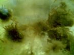 Close up of the Parasites, with red legs which you can't see, but they are red ... (Click to enlarge)