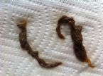 Close up small Ropeworm -Rope Worm ... (Click to enlarge)