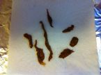Ropeworm collection ... (Click to enlarge)