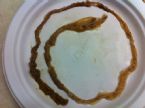 Rope Worm ... (Click to enlarge)
