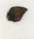 Egg?all over house
