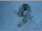 urine mucus eggs 4-18-2010 ... (Click to enlarge)