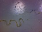 D13 critter primeSuspect halfA wFiber 2010nov13 vehoImg1 30x 640x480