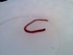 Worm? ... (Click to enlarge)