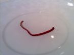 Intestinal worm? ... (Click to enlarge)
