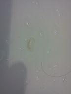 any ideaz wat da haydee this could be?? ... (Click to enlarge)