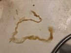 what is this mucus? ... (Click to enlarge)