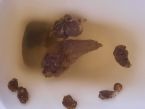 Possible parasite or system problem ... (Click to enlarge)