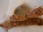 Possible parasite or blood? ... (Click to enlarge)