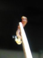 Stick003 ... (Click to enlarge)