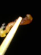 Stick004 ... (Click to enlarge)