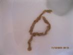 Need identity of intestinal parasite - Image 1 ... (Click to enlarge)