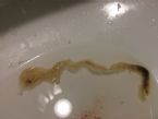What is this parasitic phenomenon ... (Click to enlarge)