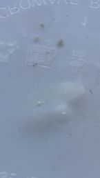 IMG 7306