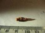 Suspect parasite image 2 ... (Click to enlarge)