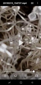 Screenshot 20190315 161232 Video Player ... (Click to enlarge)