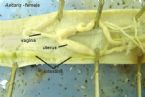 ascaris female inner organs section ... (Click to enlarge)