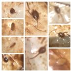 Blood fluke? Tapeworm? Pin worm? ... (Click to enlarge)