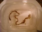 tapeworm? Please help identify ... (Click to enlarge)