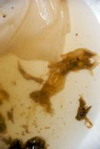 parasites aug3 059 ... (Click to enlarge)
