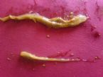 worms1 ... (Click to enlarge)