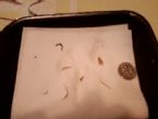 worms and flukes ... (Click to enlarge)