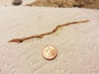 Intestinal Parasite / Worm ... (Click to enlarge)