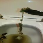 HUGE dead worm in poop ... (Click to enlarge)