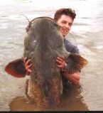 Largest Cat Fish I cot