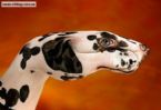 fist dalmatian