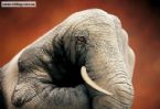 hand Elephant