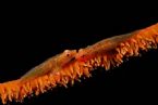 Underwater World22