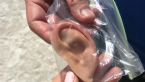 fake ear jpg