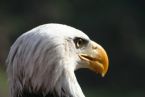 Eagles & Exotic Birds ... (Click to enlarge)