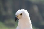 Eagles & Exotic Birds ... (Click to enlarge)
