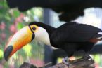 Eagles & Exotic Birds ... (Click to enlarge)