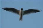 seagall 018 ... (Click to enlarge)