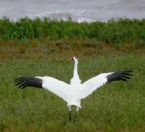 //www.curezone.org/upload/Photos/Birds/tn-whooping_crane2.jpg