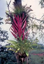 Tillandsia deppeana Huatusco Ver 0024 ... (Click to enlarge)