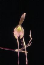 Epidendrum longipetalum 0125 ... (Click to enlarge)