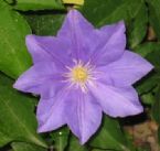 //www.curezone.org/upload/Photos/Flowers/tn-JakMoni_cr_cmpr.jpg