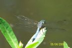 Blue tail Fly ... (Click to enlarge)