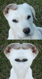 Before and After Alien Abduction ... (Click to enlarge)