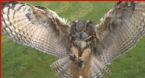Owl Hunting ... (Click to enlarge)