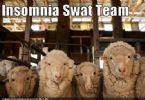 Insomnia Swat Team