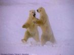 Bear4