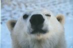 Bear6