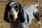 blue tick hound ... (Click to enlarge)